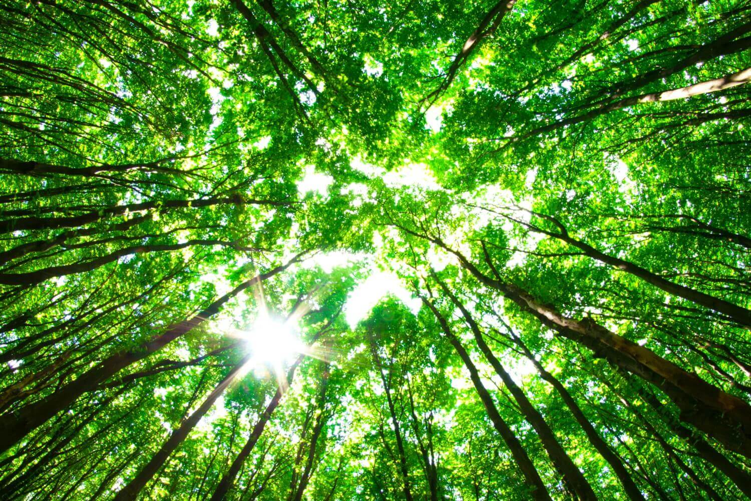 Sommerliche Baumkronen im Wald vom Boden aus betrachtet.